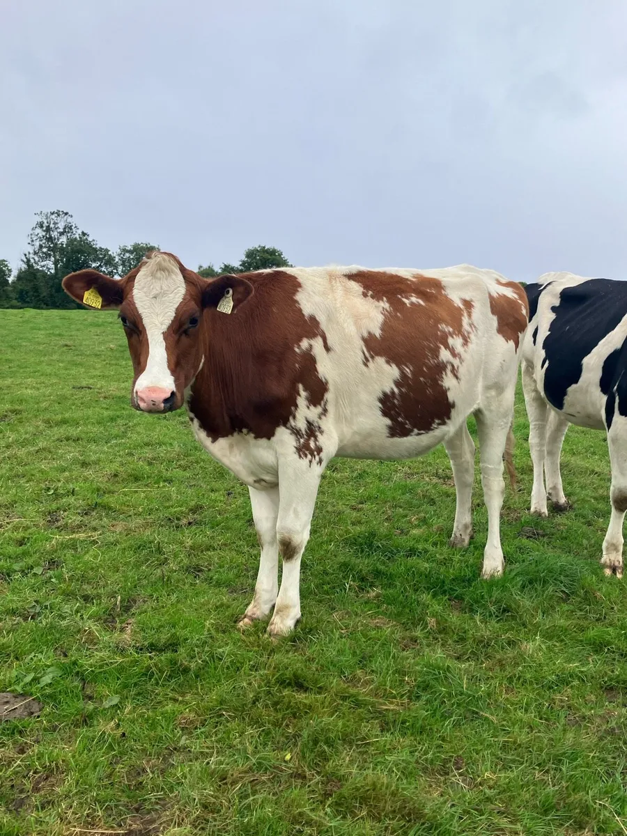 Red and White In Calf FR Heifers - Image 4