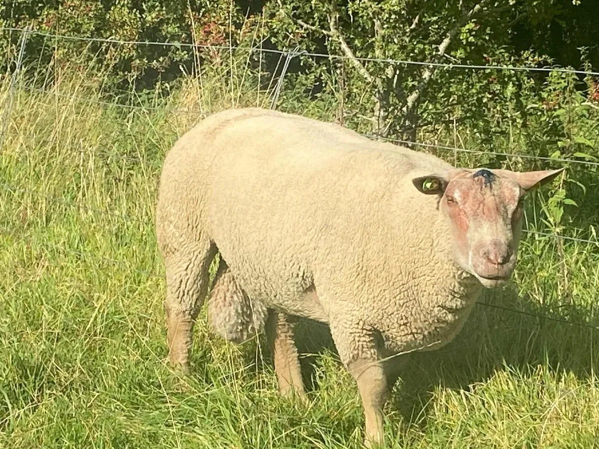 PB CHAROLLAIS HOGGET RAMS - Image 1