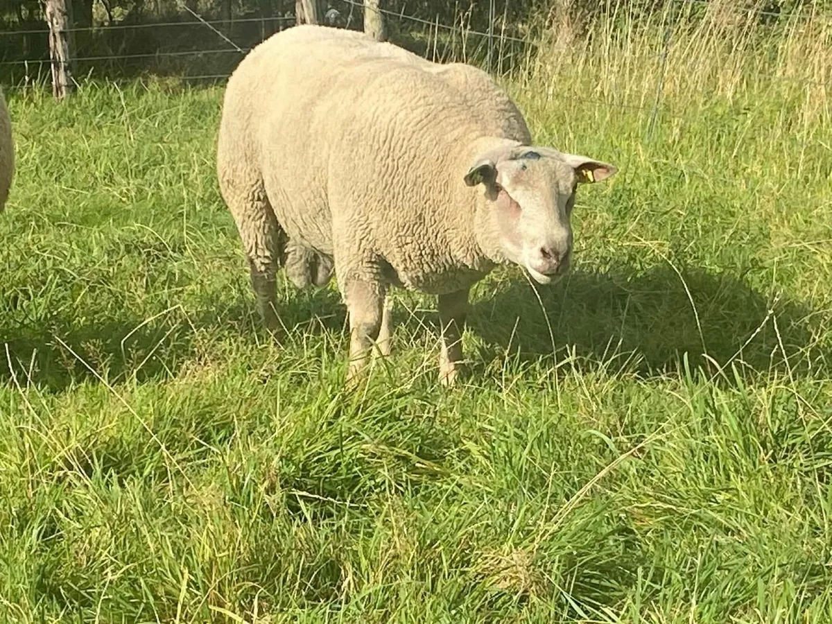 PB CHAROLLAIS HOGGET RAMS - Image 2