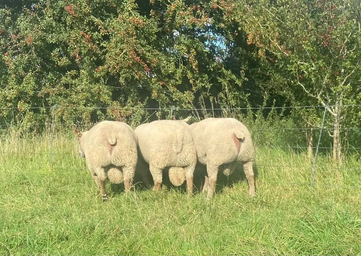 PB CHAROLLAIS HOGGET RAMS - Image 3