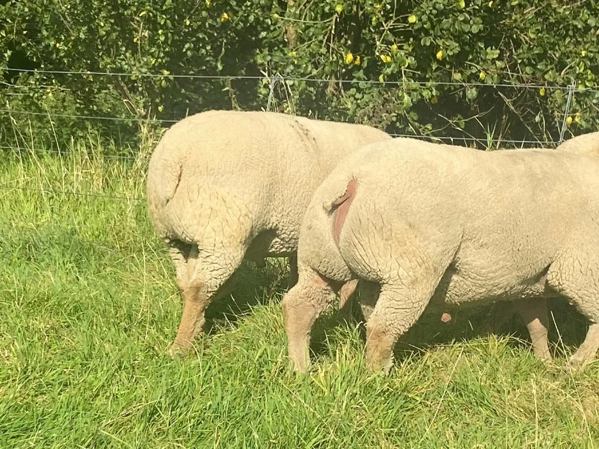 PB CHAROLLAIS HOGGET RAMS - Image 4
