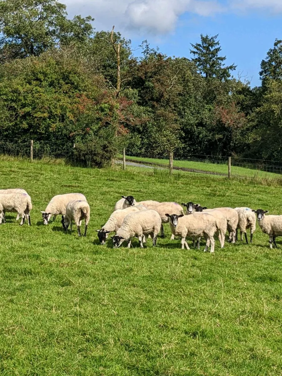 Mule hoggets - Image 2
