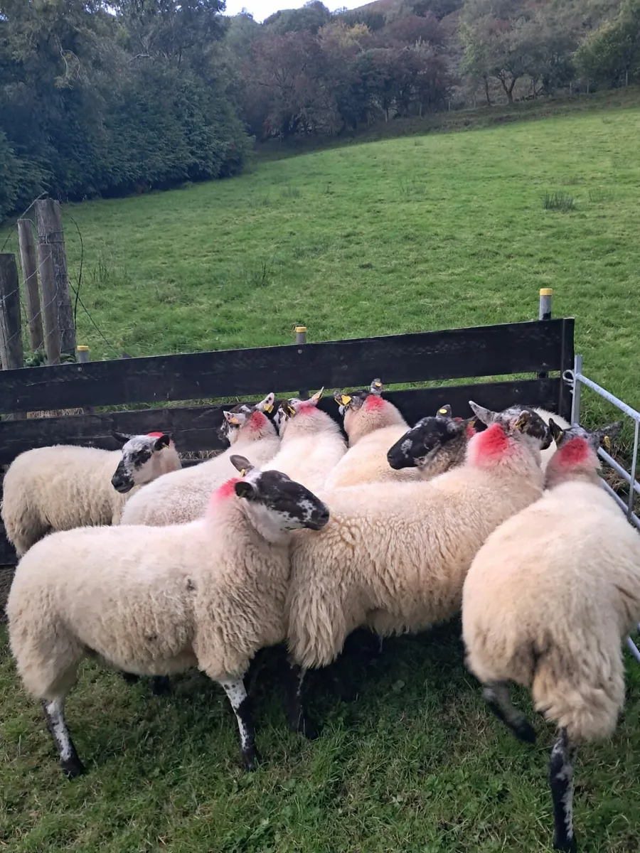 🌟Brockie Hoggets🌟 - Image 3