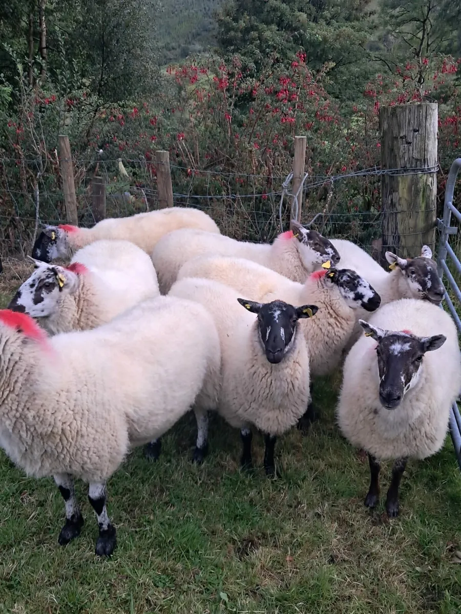 🌟Brockie Hoggets🌟 - Image 1