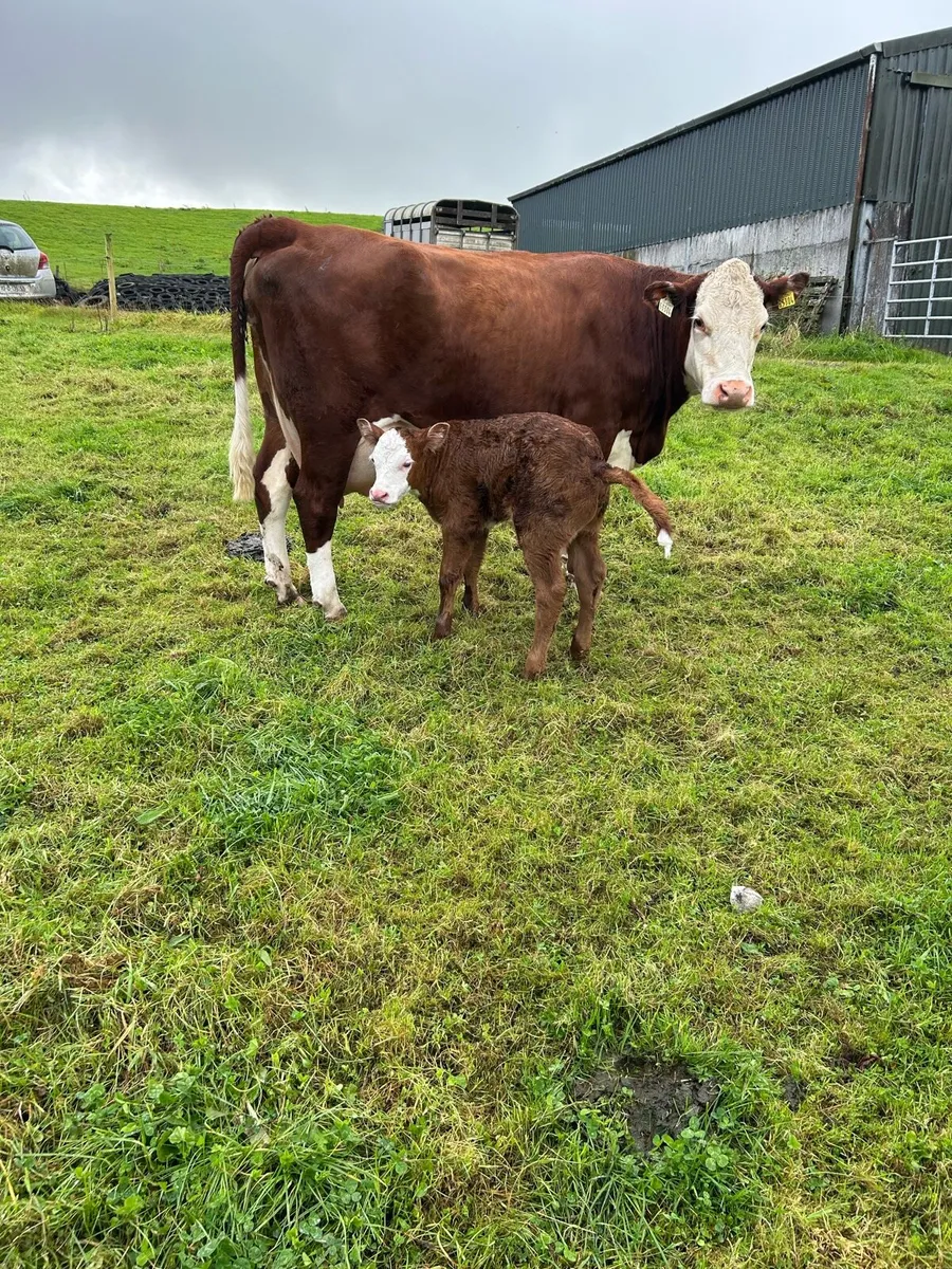 5* Cow with Calf - Image 1