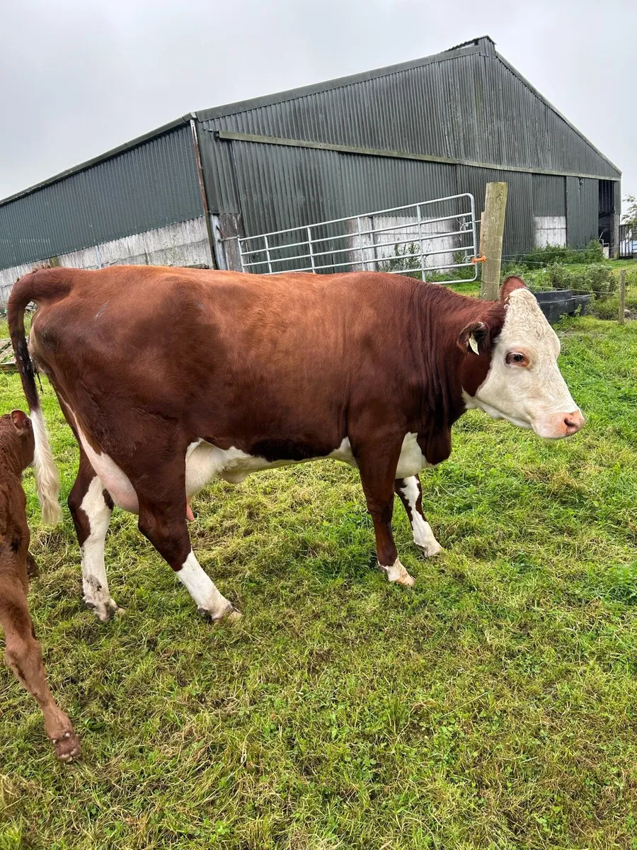 5* Cow with Calf - Image 2