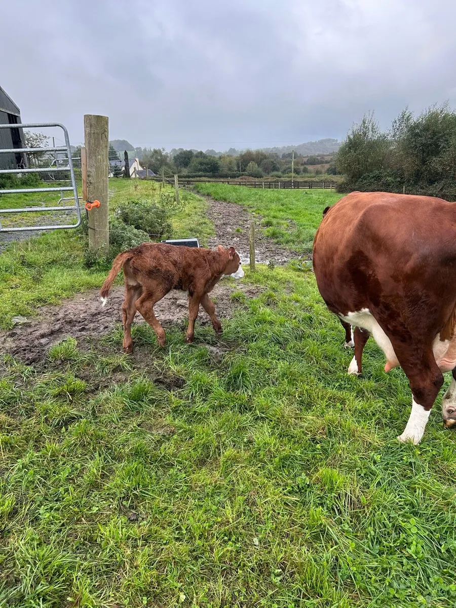 5* Cow with Calf - Image 3