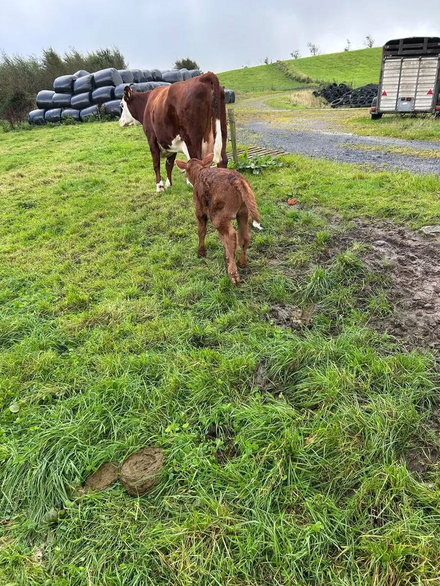 5* Cow with Calf - Image 4