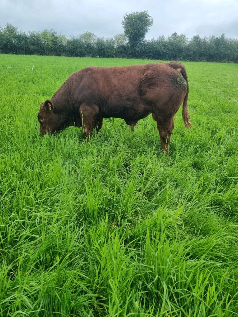 2 weanling bulls - Image 1
