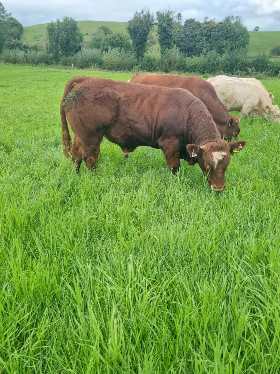 2 weanling bulls - Image 2