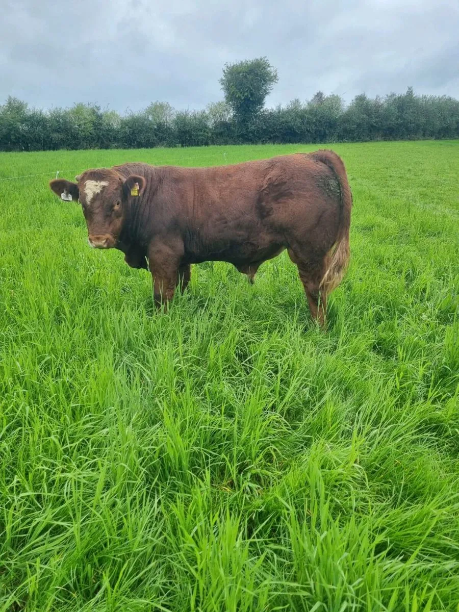 2 weanling bulls - Image 3