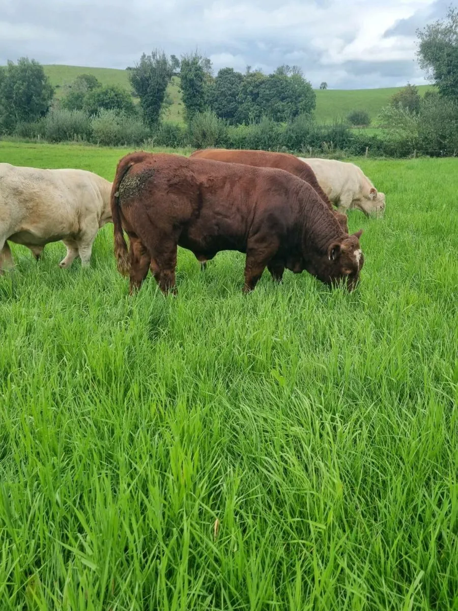 2 weanling bulls - Image 4