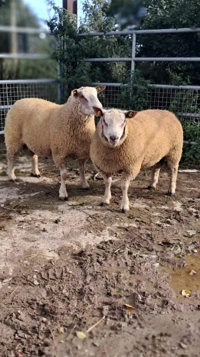 2 SIS Approved CH Ram lambs