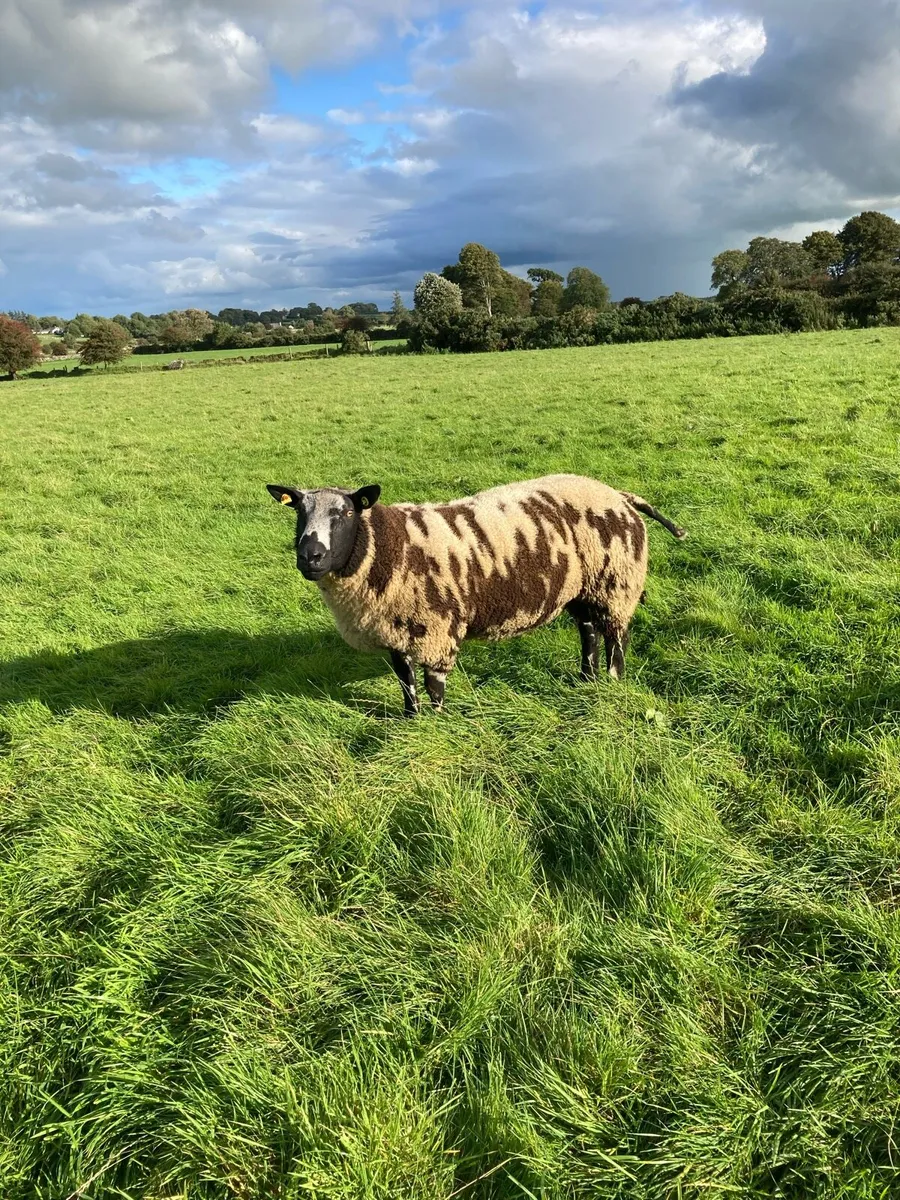 Selection of Dutch spotted ram lambs - Image 1