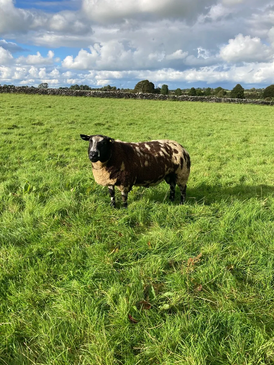 Selection of Dutch spotted ram lambs - Image 2