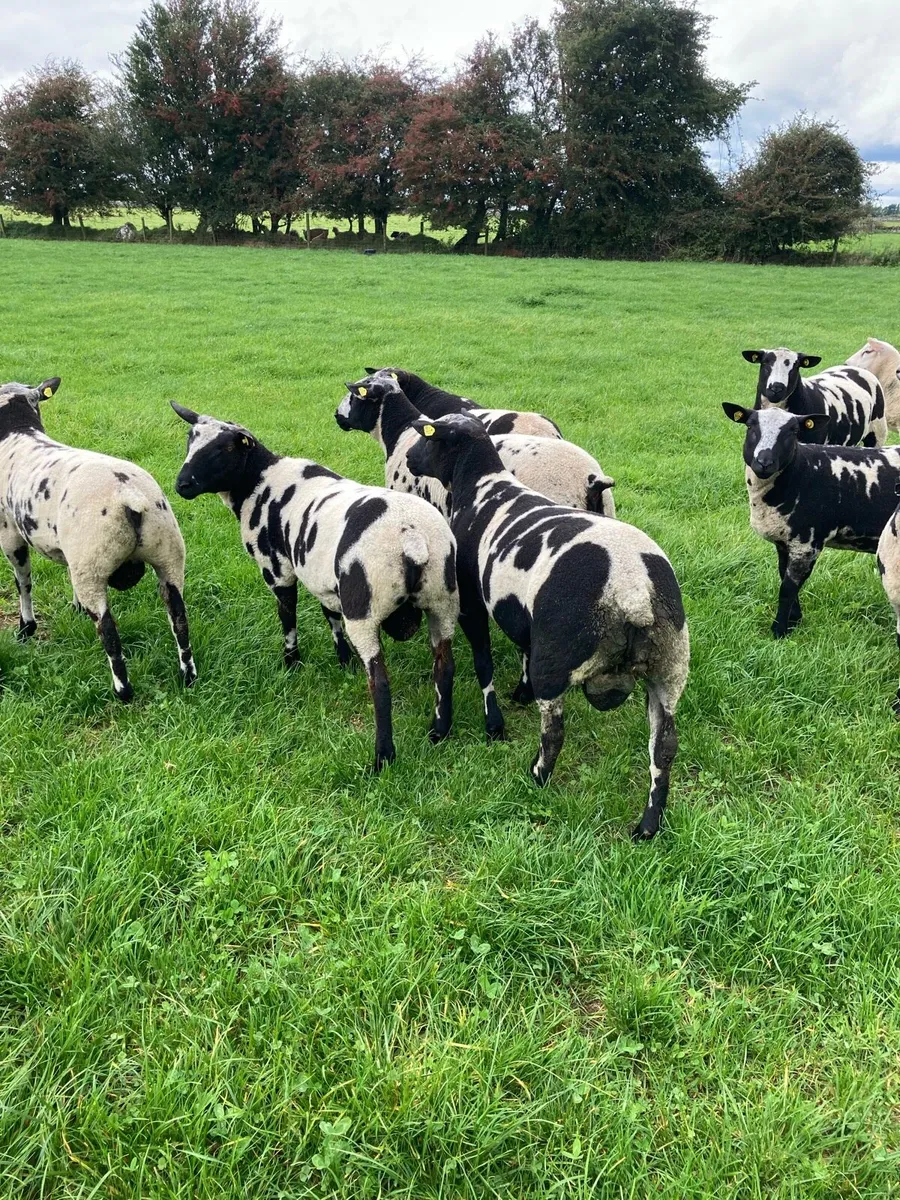 Selection of Dutch spotted ram lambs - Image 4