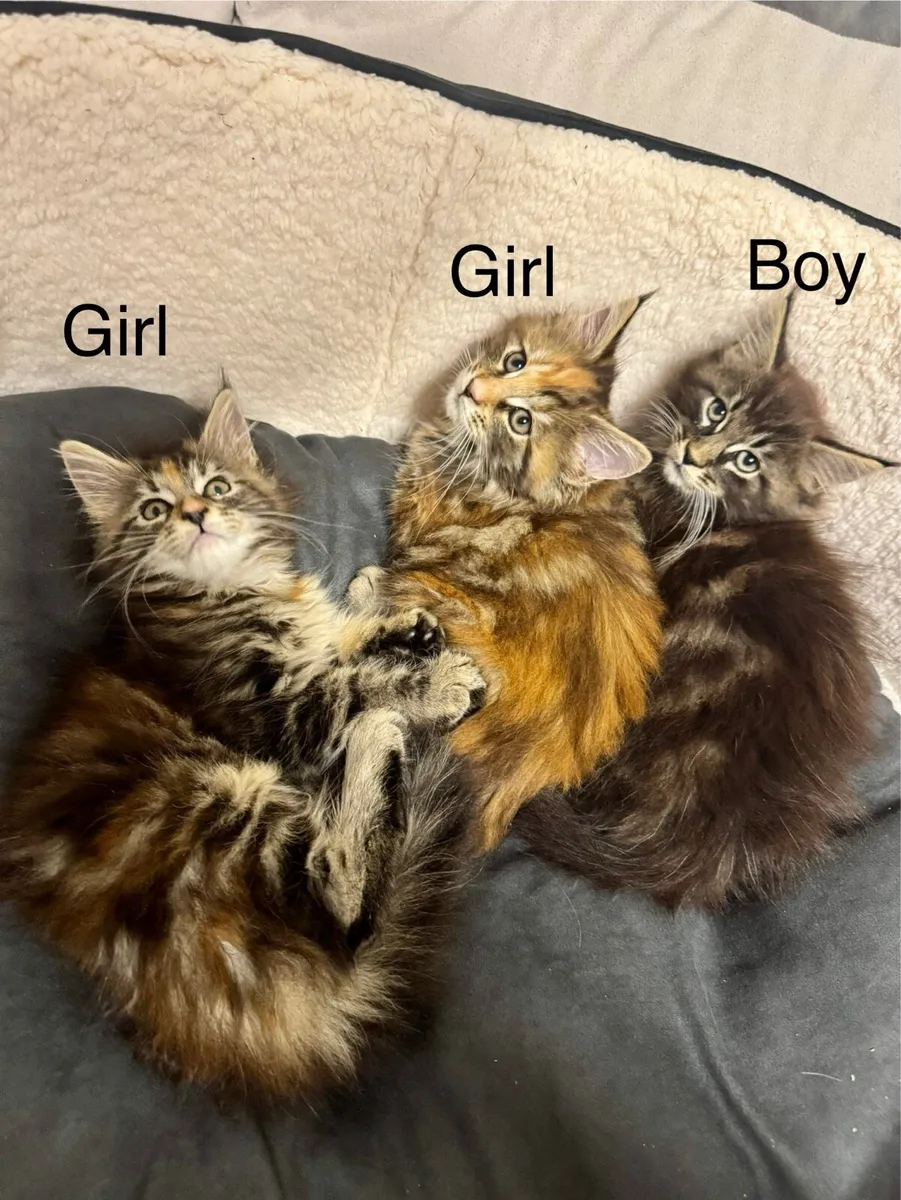 Pedigree Maine Coon kittens - Image 1