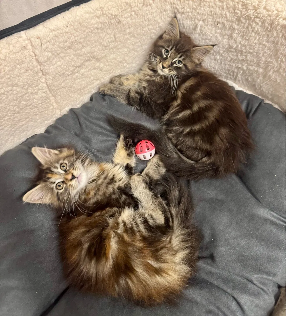 Pedigree Maine Coon kittens - Image 2