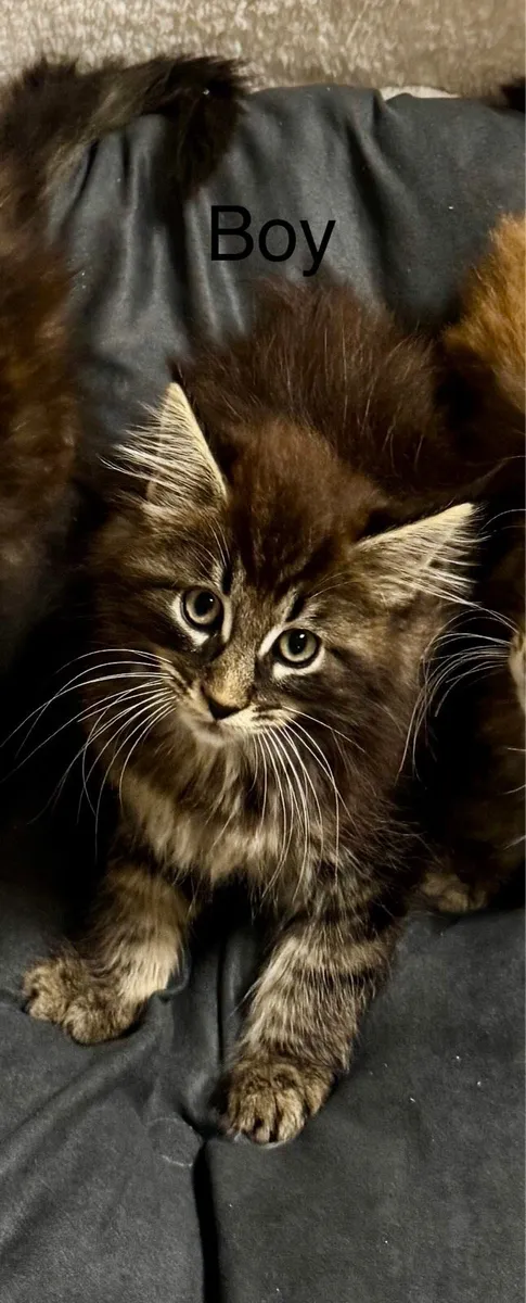 Pedigree Maine Coon kittens - Image 3