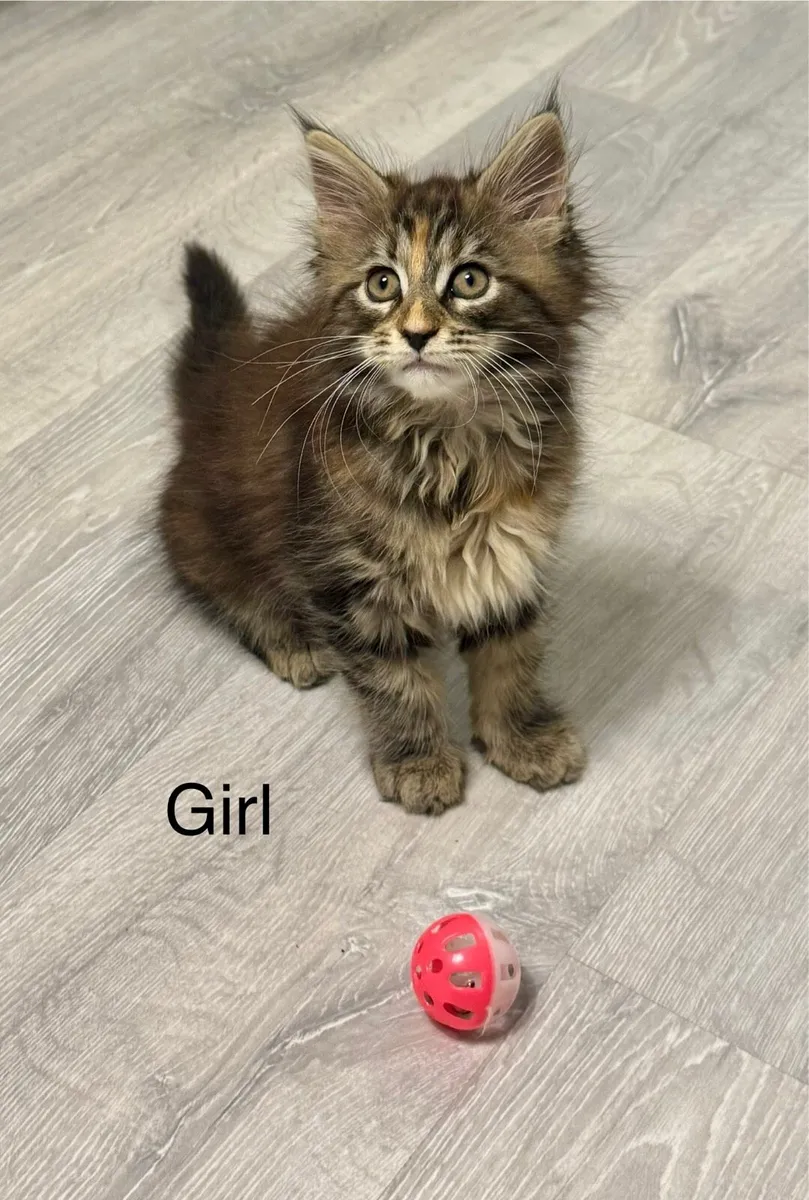 Pedigree Maine Coon kittens - Image 4