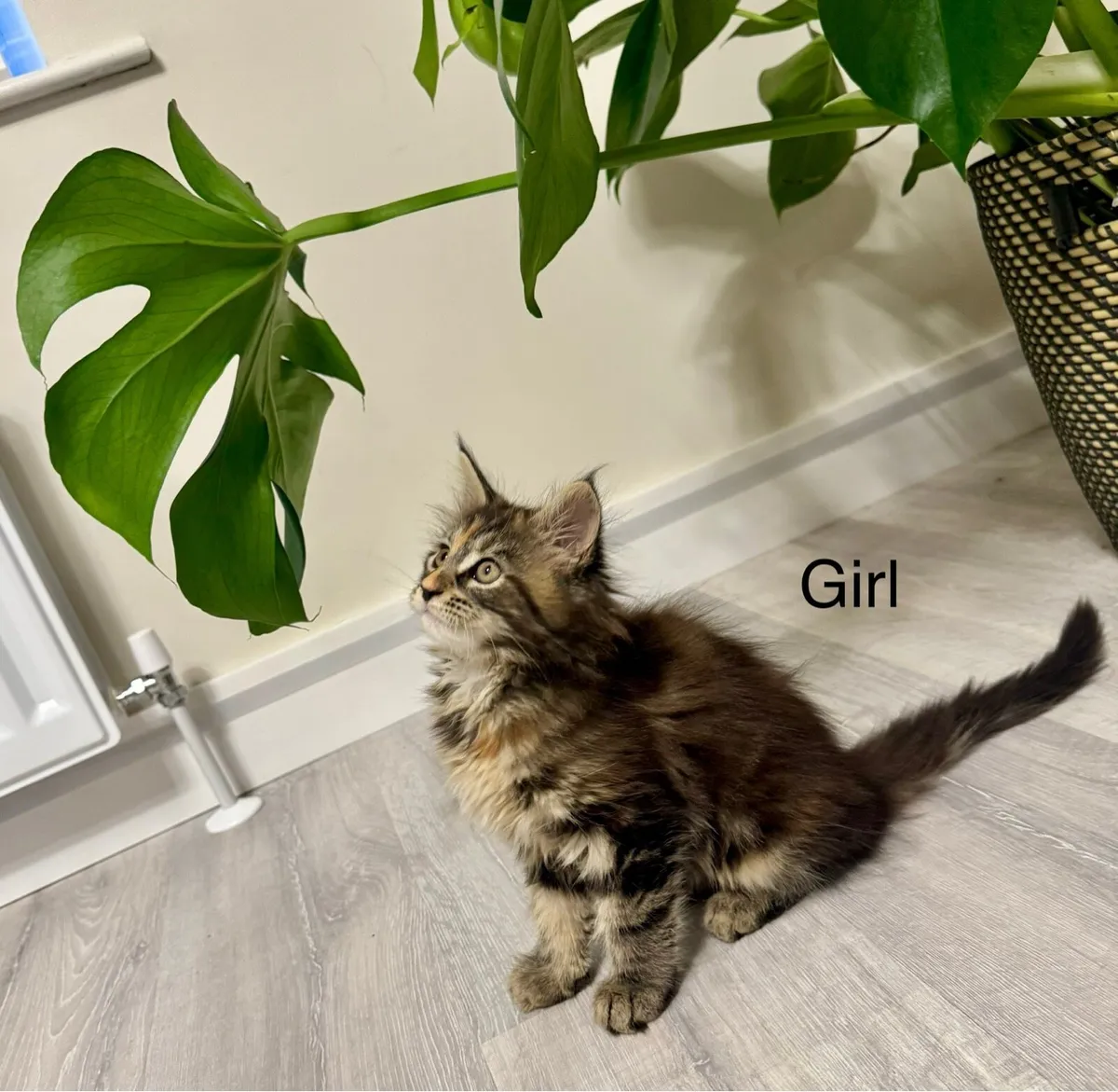 Pedigree Maine Coon kittens 2 Girls Left - Image 4