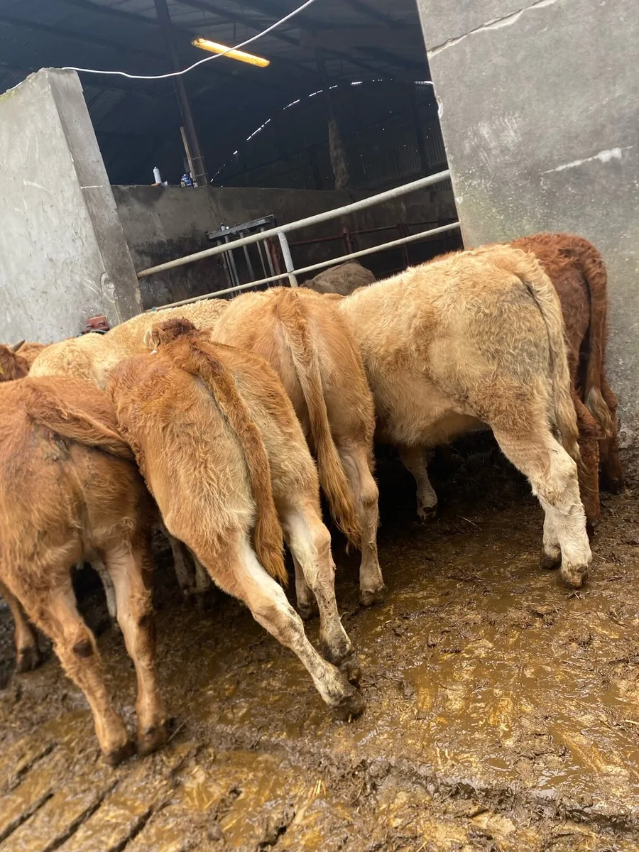 10 super charlaois and limousine heifer weanlings - Image 1