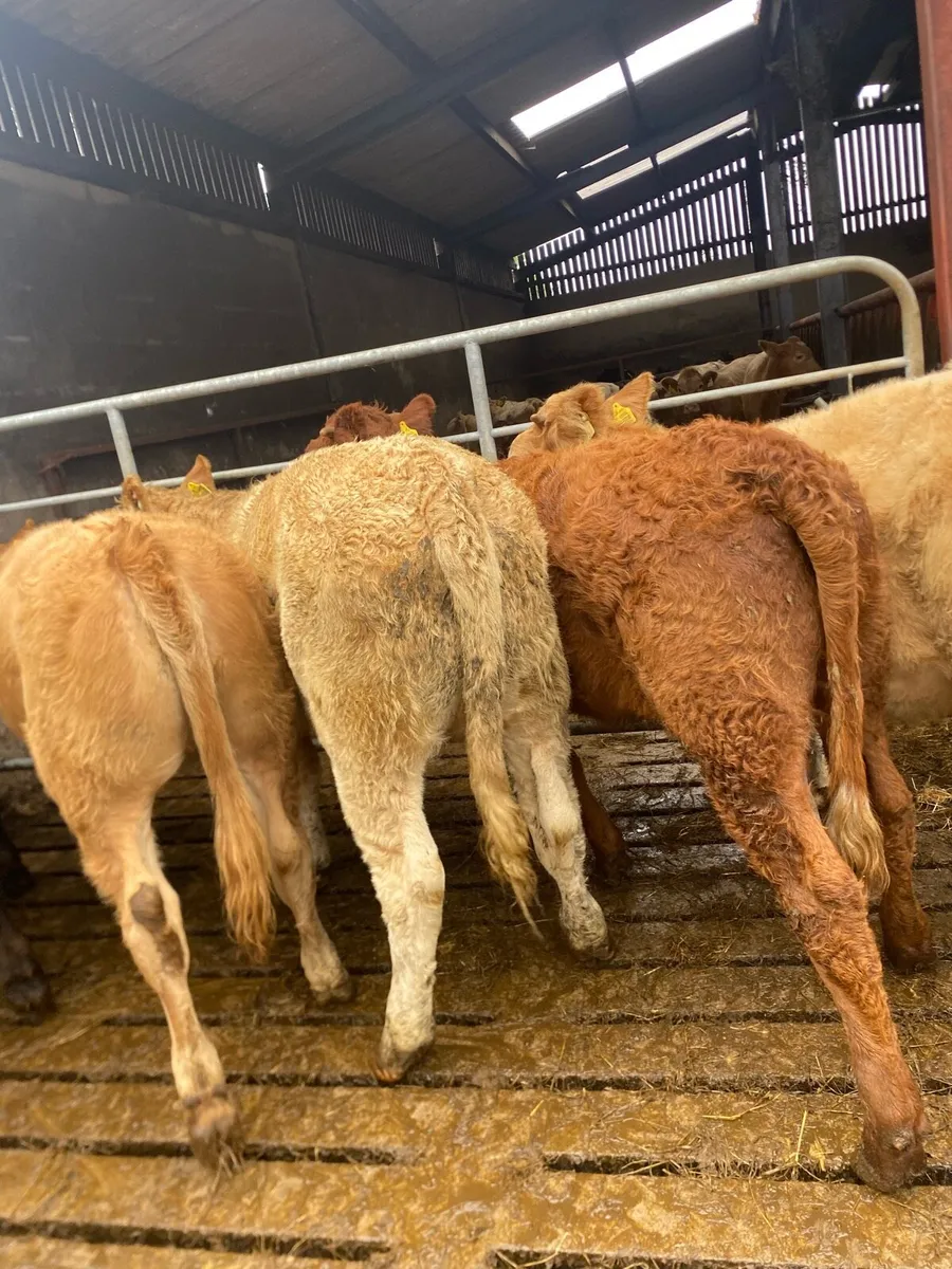 10 super charlaois and limousine heifer weanlings - Image 2