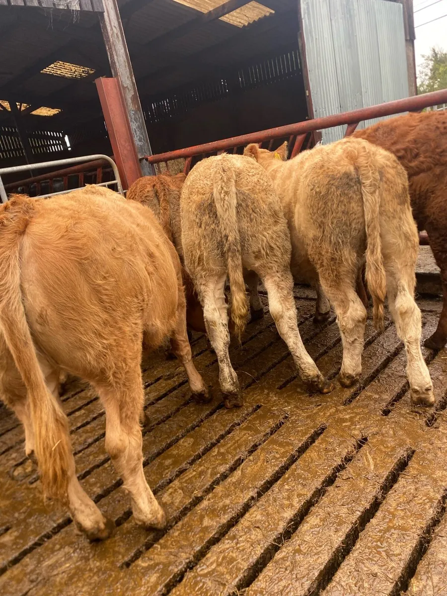 10 super charlaois and limousine heifer weanlings - Image 3