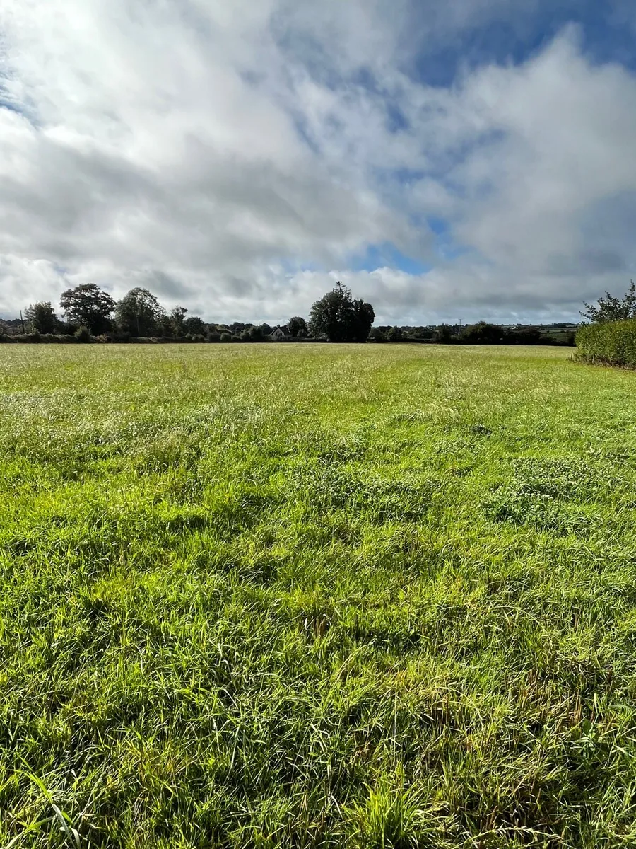 Silage/zero grazing for sale - Image 1