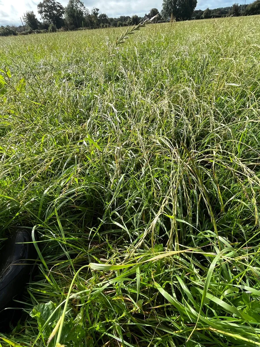 Silage/zero grazing for sale - Image 2