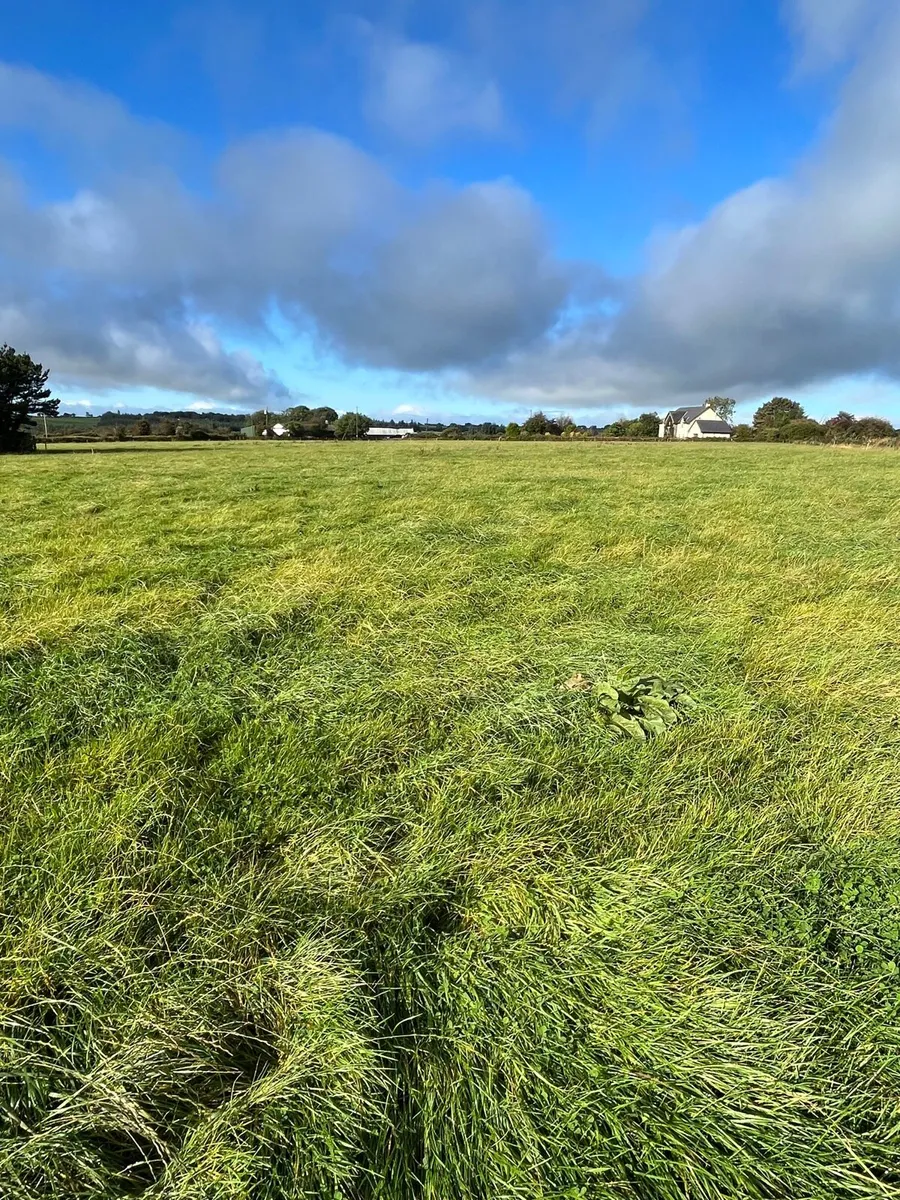Silage/zero grazing for sale - Image 3