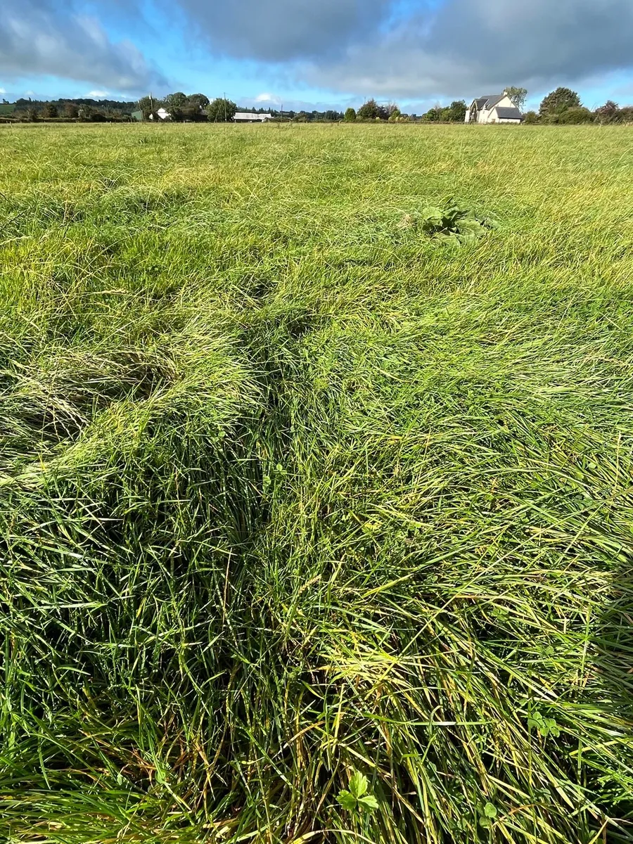 Silage/zero grazing for sale - Image 4