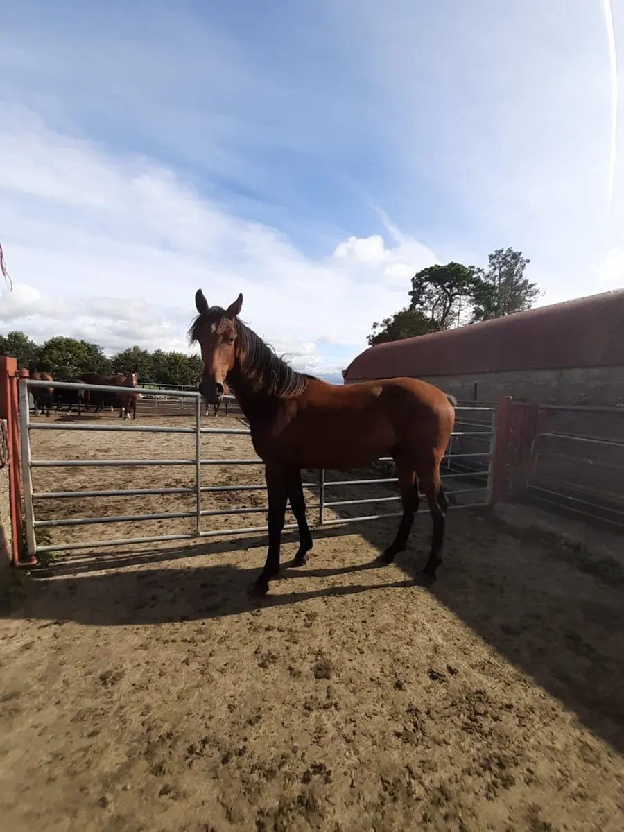 Yearling Gelding - Image 1
