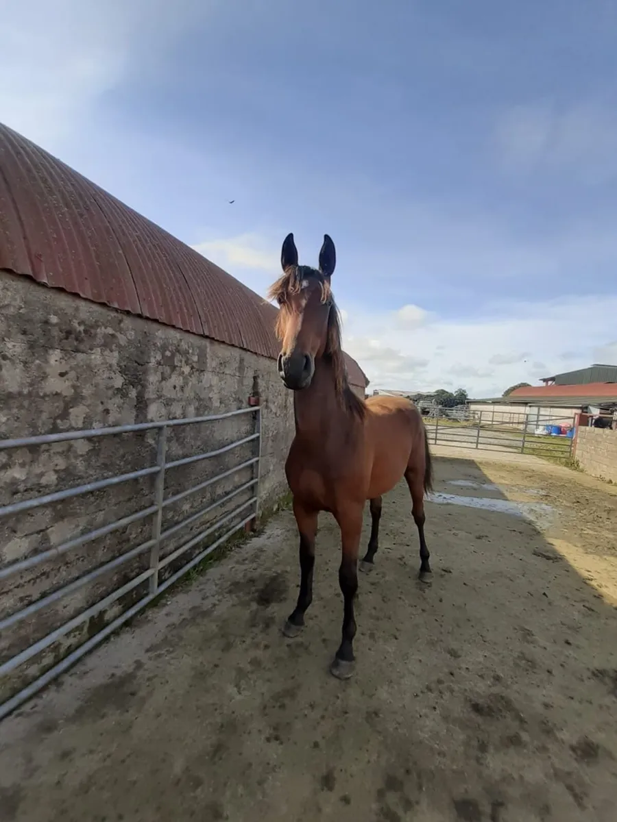 Yearling Gelding - Image 2