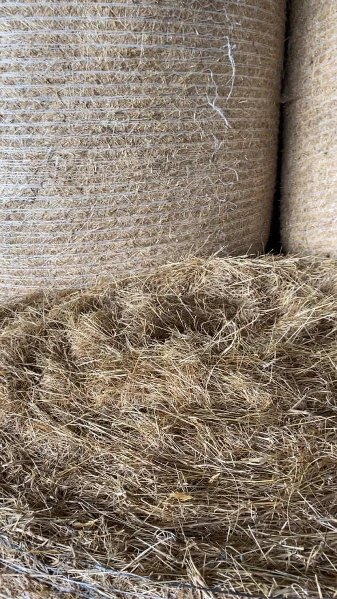 Hay - Image 3