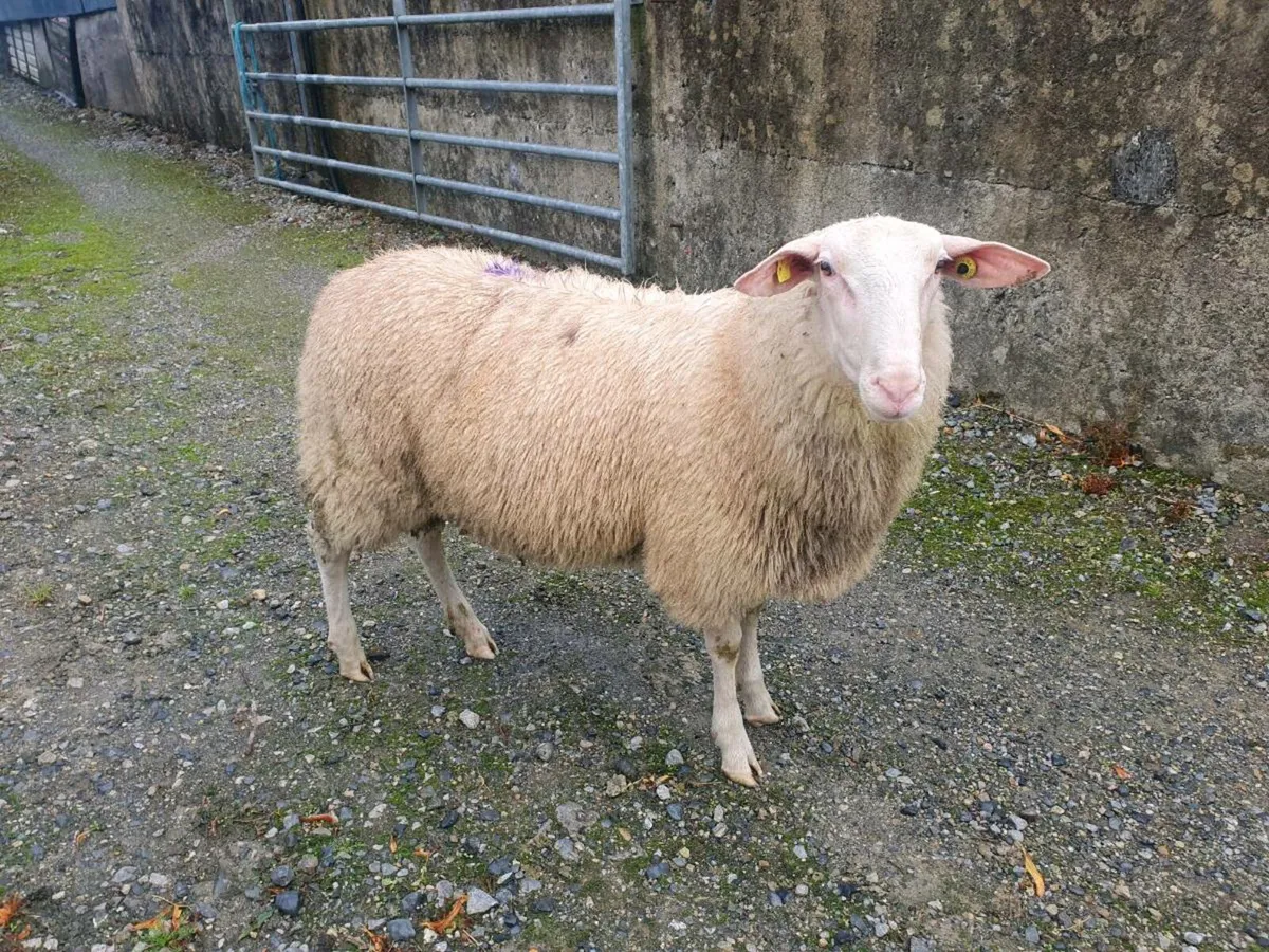 Friesland Rams for sale - Image 2