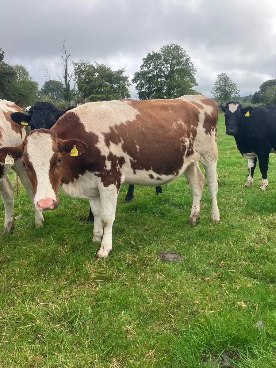 Red and White In Calf FR Heifers - Image 1