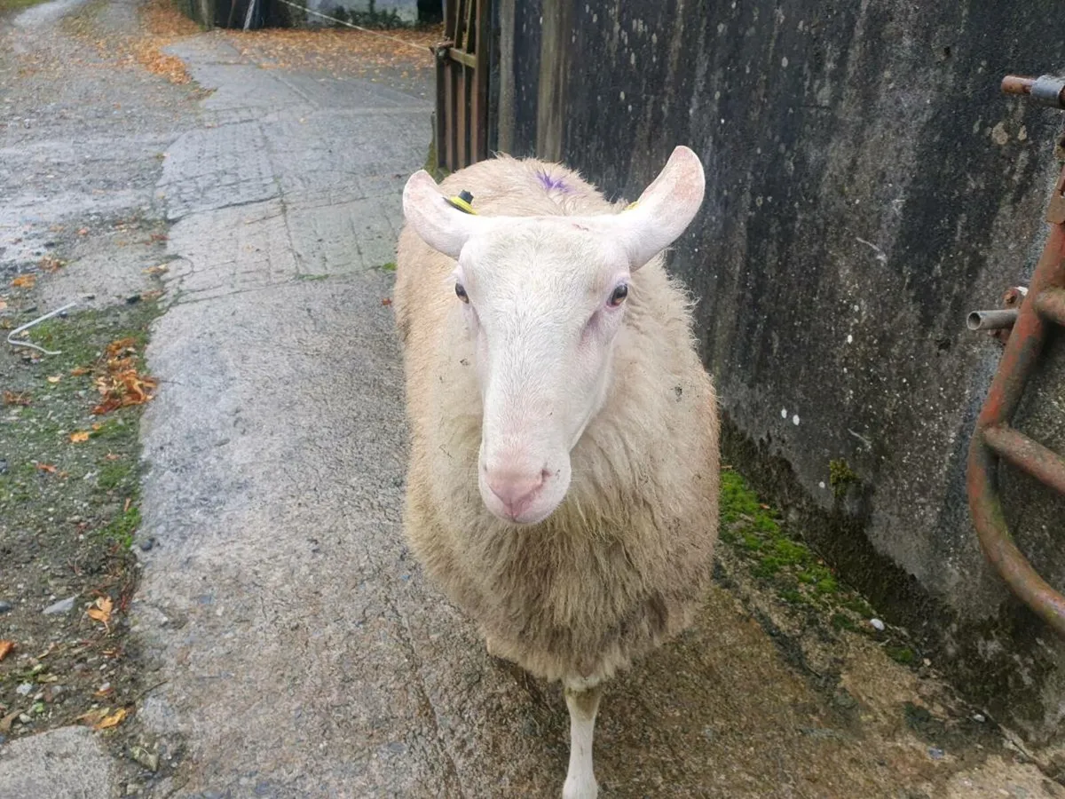 Friesland Rams for sale - Image 3