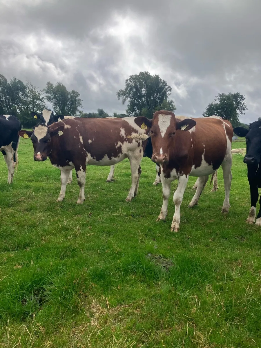 Red and White In Calf FR Heifers - Image 2