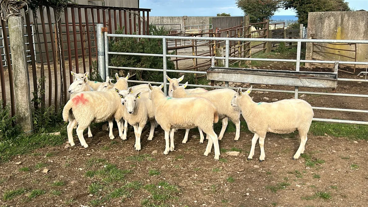 10 CHEVIOT HOGGETS FOR SALE - Image 1