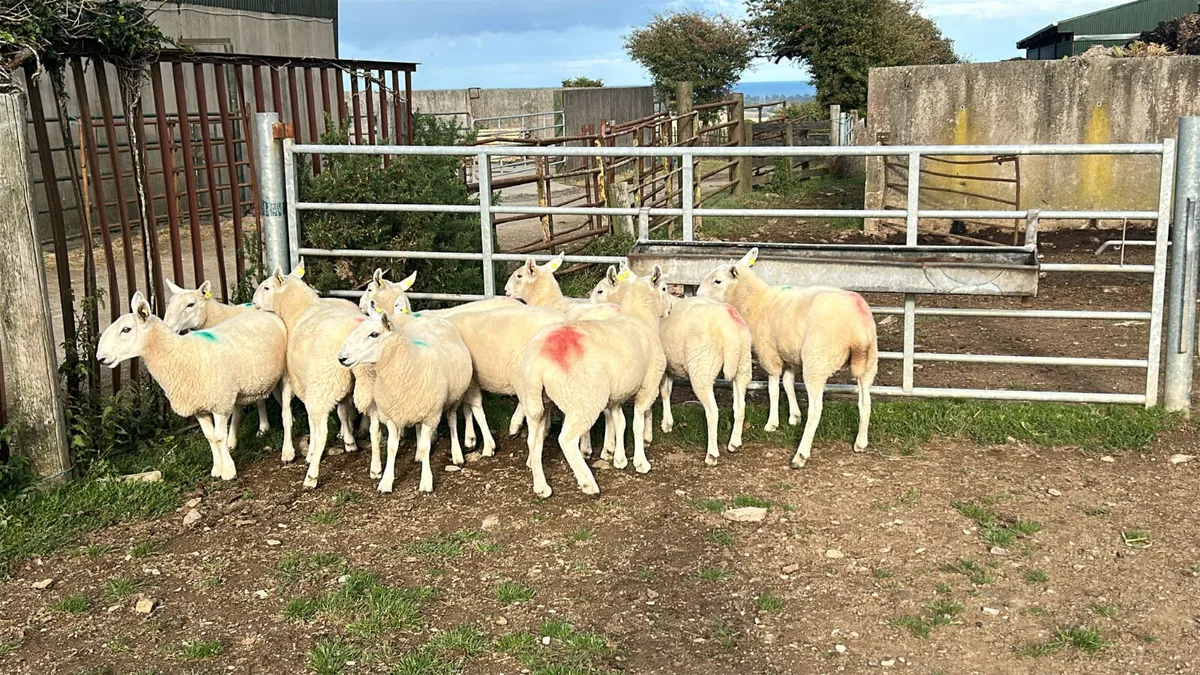 10 CHEVIOT HOGGETS FOR SALE - Image 2