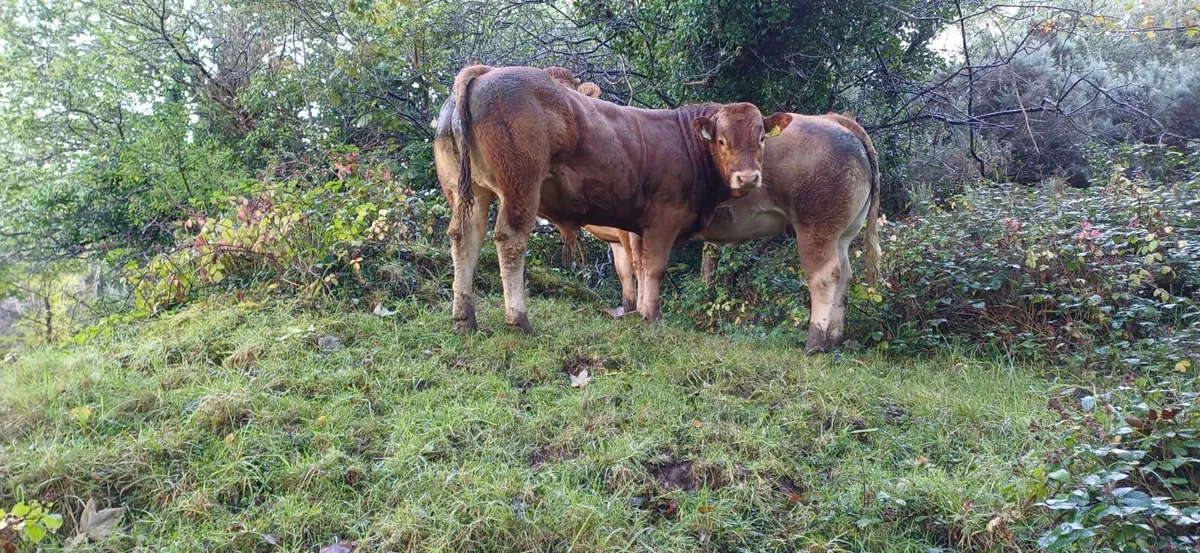 Show & Sale Frida12th of SeptemberSkibbereen Mart - Image 2