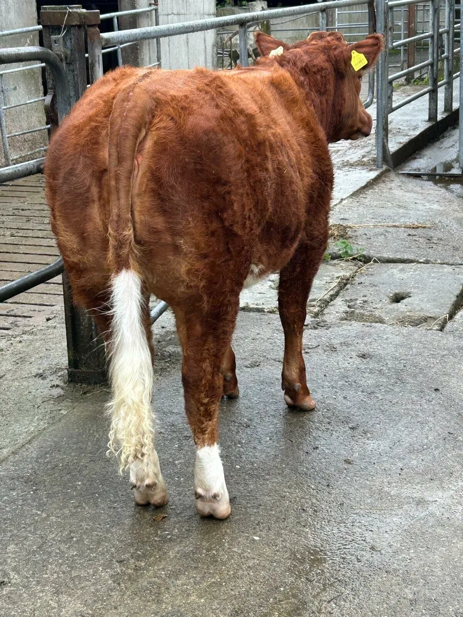 Show & Sale Frida12th of SeptemberSkibbereen Mart - Image 3