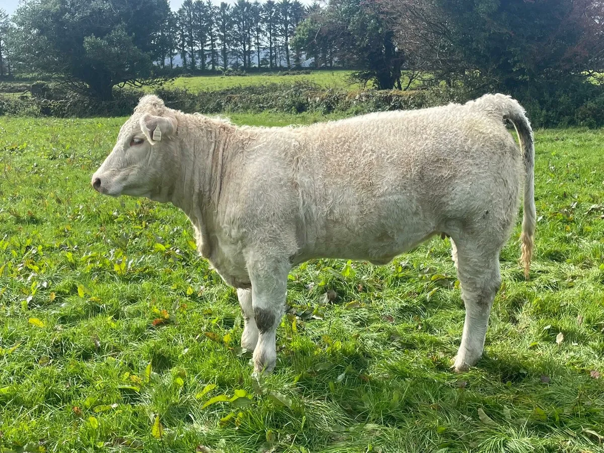 Show & Sale Frida12th of SeptemberSkibbereen Mart - Image 4