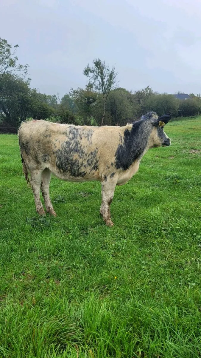 1 bb   heifer - Image 1