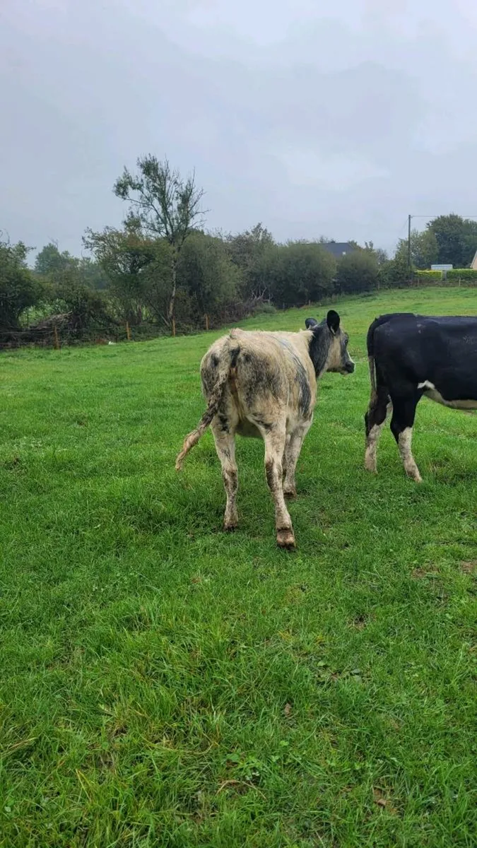 1 bb   heifer - Image 2
