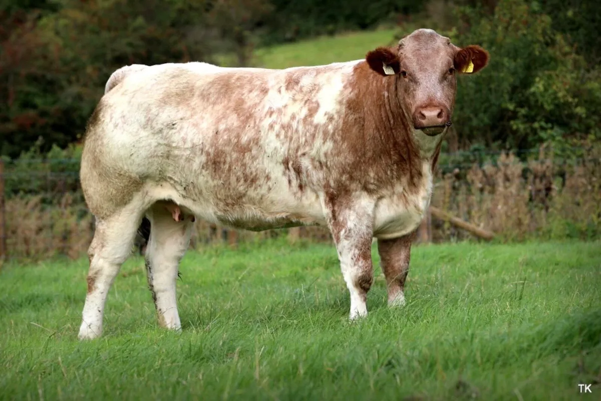 Mables Incalf Heifer sale - Image 1