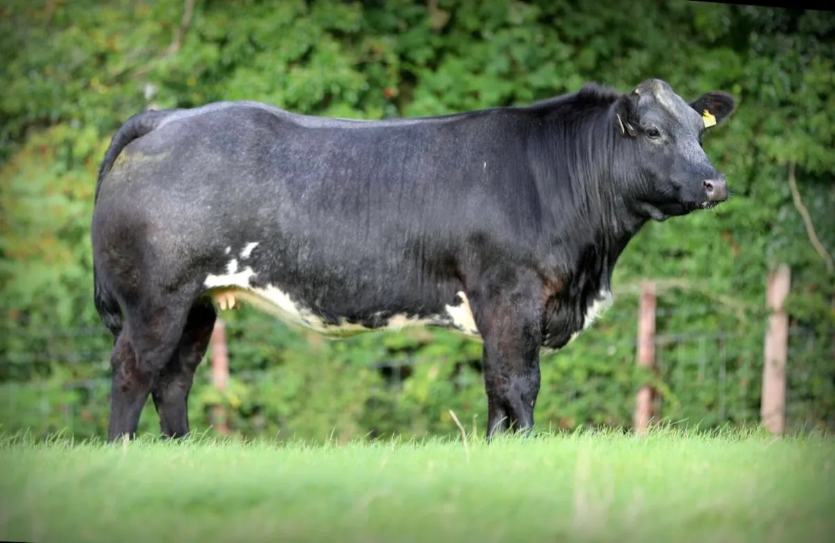 Mables Incalf Heifer sale - Image 2