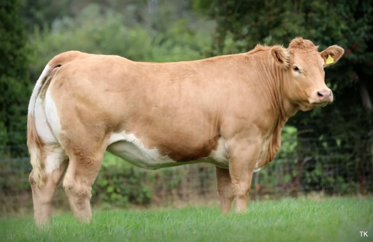 Mables Incalf Heifer sale - Image 3