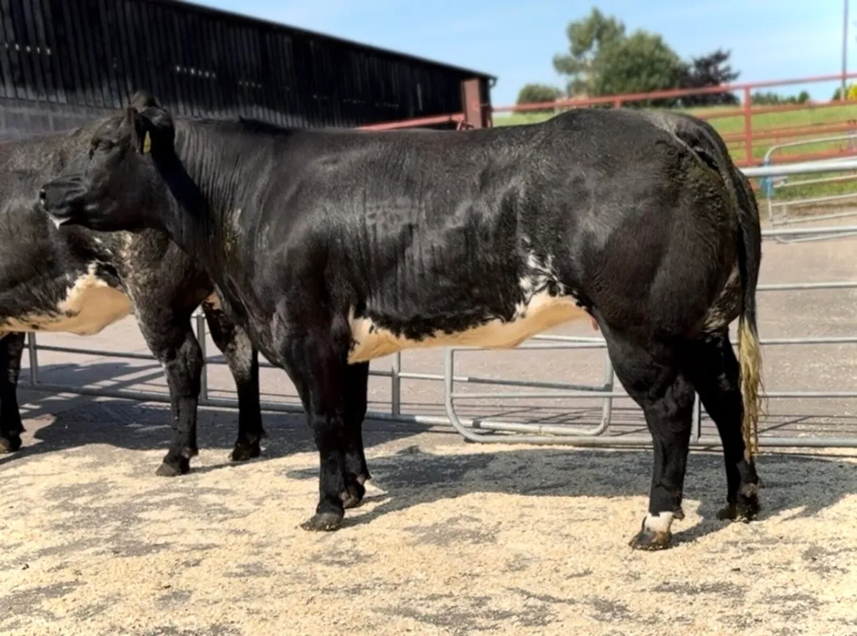 Mables Incalf Heifer sale - Image 4